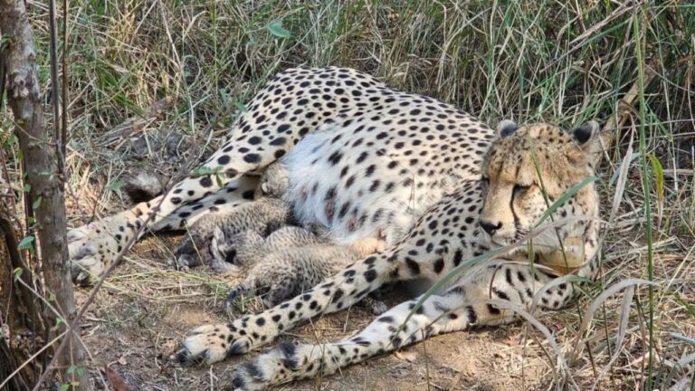 Kuno National Park Cheetah Birth: कुनो नेशनल पार्क में गामिनी ने जन्म दिए तीन स्वस्थ शावक, भारत में चीता संख्या हुई 38