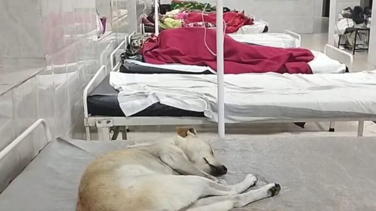 MP News: सागर जिला अस्पताल में आवारा कुत्ते की घटना ने सुरक्षा व्यवस्था पर उठाए सवाल