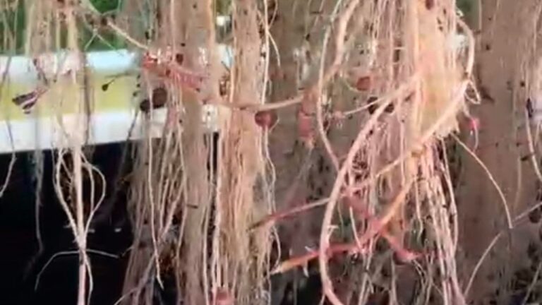 MP News: ग्वालियर की राजमाता विजयाराजे सिंधिया कृषि विश्वविद्यालय में उन्नत तकनीक से आलू बीज उत्पादन