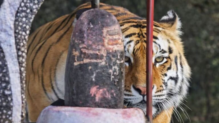 MP News: कटनी के जंगल में बाघ ने प्राचीन शिवलिंग पर सिर रगड़कर मचाई लोगों में सनसनी