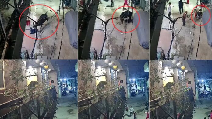 MP News: नगर निगम की लापरवाही के कारण आवारा बैल बन रहे हैं शहर में खतरनाक