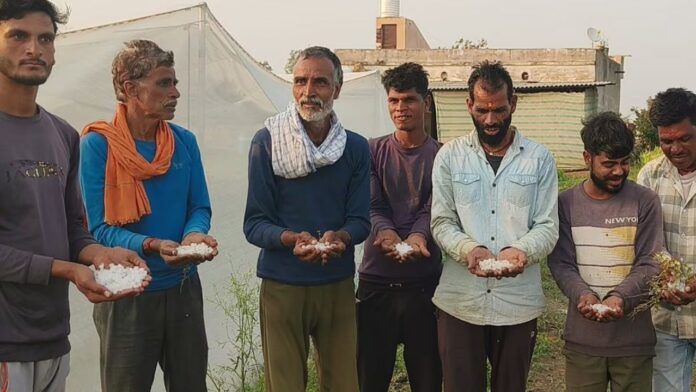 MP News: शिवपुरी में अचानक ओलावृष्टि ने किसानों की सरसों और गेहूं की फसल बर्बाद कर दी