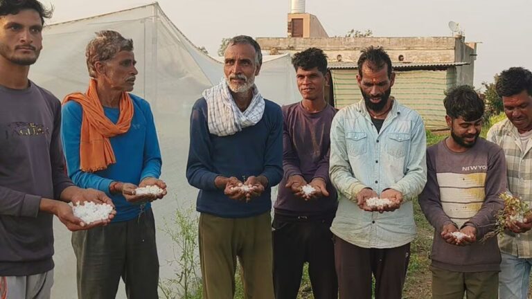 MP News: शिवपुरी में अचानक ओलावृष्टि ने किसानों की सरसों और गेहूं की फसल बर्बाद कर दी