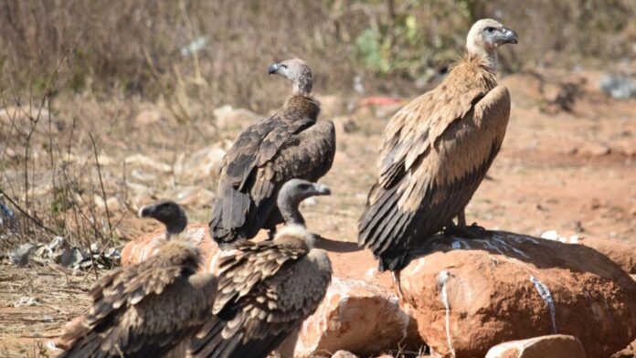 MP News: तीन दिवसीय गिद्ध जनगणना में खुलासा, रायसेन जिले में सबसे ज्यादा गिद्ध पाए गए