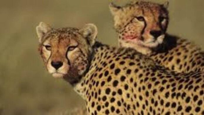 MP News: जंगली जानवर या सिस्टम की लापरवाही, कूनो में ग्रामीणों का वन विभाग पर बड़ा आरोप