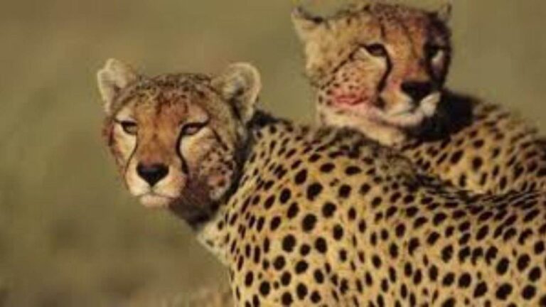 MP News: जंगली जानवर या सिस्टम की लापरवाही, कूनो में ग्रामीणों का वन विभाग पर बड़ा आरोप