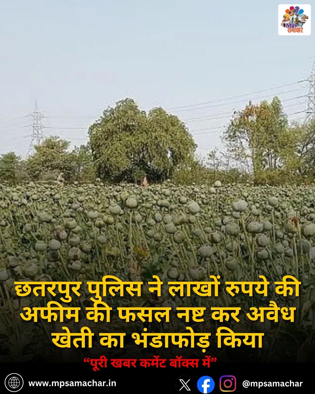 MP News: छतरपुर पुलिस ने लाखों रुपये की अफीम की फसल नष्ट कर अवैध खेती का भंडाफोड़ किया