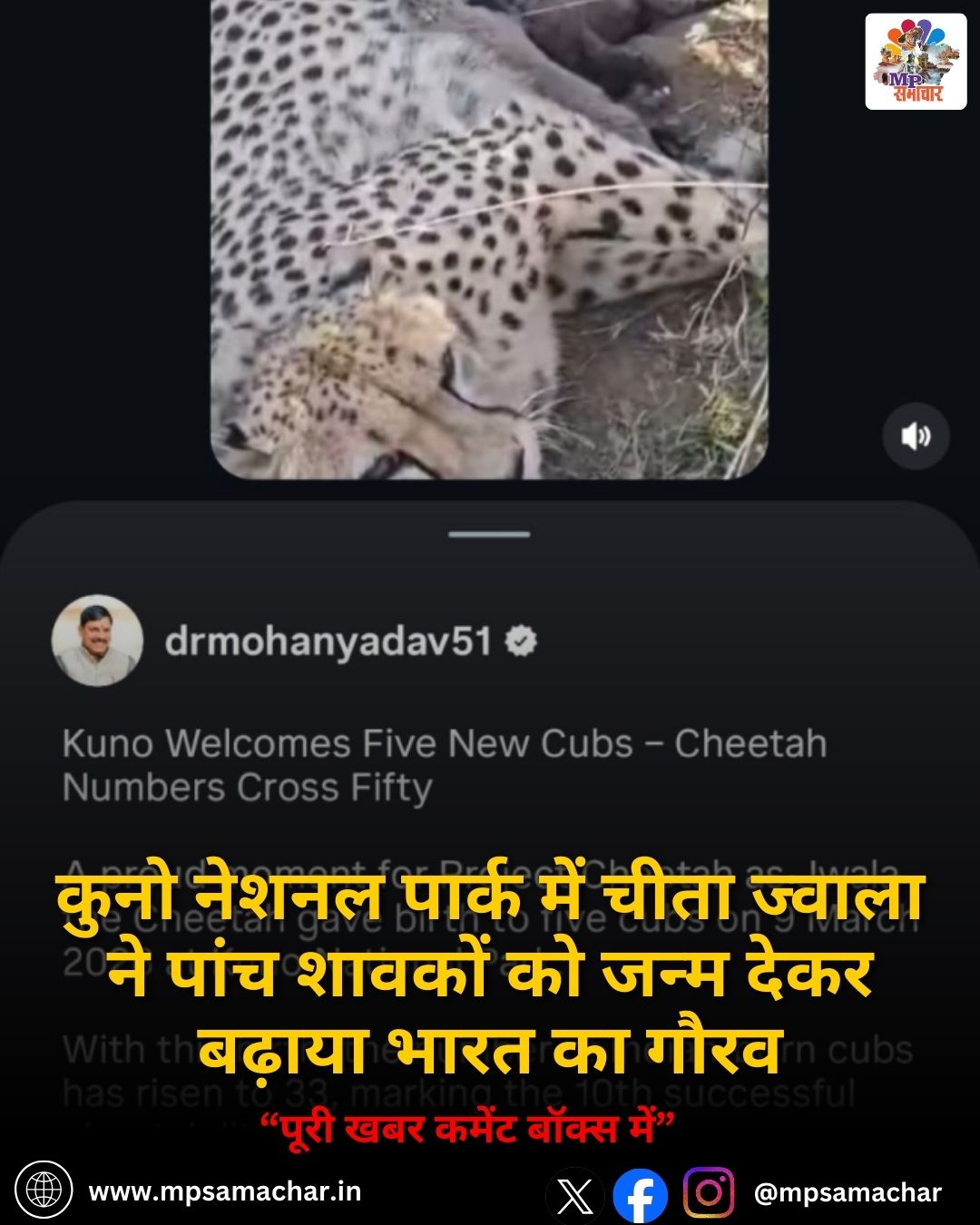 MP News: कुनो नेशनल पार्क में चीता ज्वाला ने पांच शावकों को जन्म देकर बढ़ाया भारत का गौरव