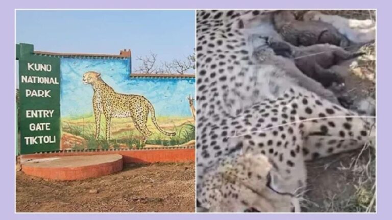 MP News: कुनो नेशनल पार्क में चीता ज्वाला ने पांच शावकों को जन्म देकर बढ़ाया भारत का गौरव