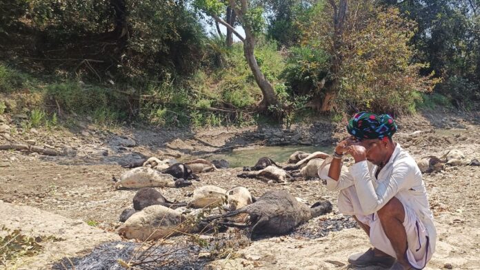 MP News: शाजापुर के सलकंखेड़ी गांव में मधुमक्खी हमले से 24 भेड़ों की मौत, चरवाहा घायल