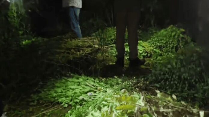 MP News: छतरपुर पुलिस ने लाखों रुपये की अफीम की फसल नष्ट कर अवैध खेती का भंडाफोड़ किया