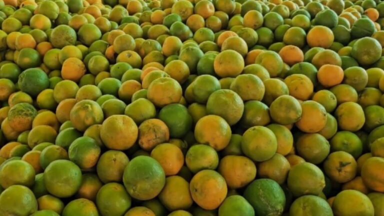 MP News: अगर मालवा में संतरे की कीमतें बढ़ीं लेकिन किसानों को पूरी राहत नहीं मिली