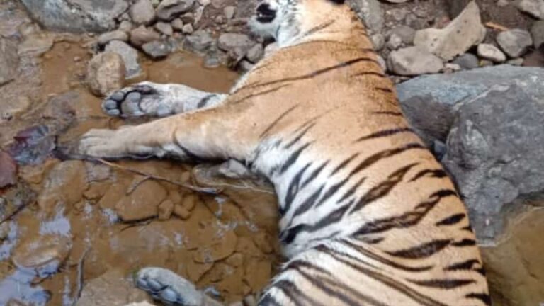 MP News: छिंदवाड़ा में बाघ की हत्या का सनसनीखेज खुलासा. बदले की आग में रची गई साजिश