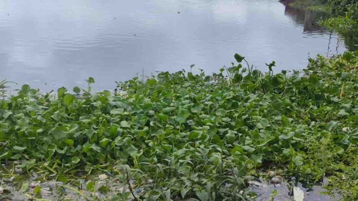 MP News: माधव टाइगर रिजर्व का शख्यसागर तालाब प्रदूषण की चपेट में, बाघों की जान खतरे में