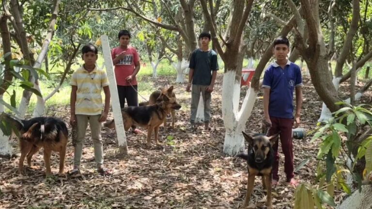 Jabalpur News: जबलपुर में आमों को मिली Z+ सुरक्षा, कीमत सुनकर उड़ जाएंगे आपके होश