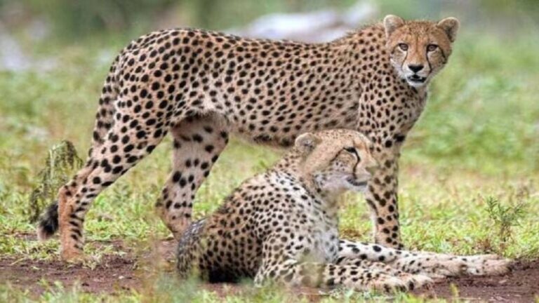 Kuno National Park News: कूनो से चीतों का बड़ा विस्तार नौरादेही और गांधीसागर बने नए ठिकाने