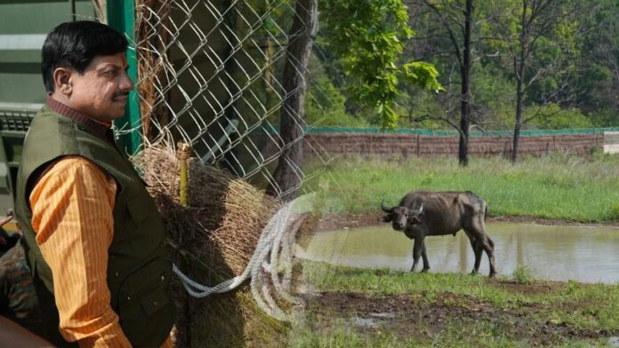 MP News: कान्हा टाइगर रिजर्व में 150 साल बाद लौटी जंगली भैंसों की ऐतिहासिक वापसी