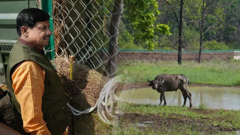 MP News: कान्हा टाइगर रिजर्व में 150 साल बाद लौटी जंगली भैंसों की ऐतिहासिक वापसी