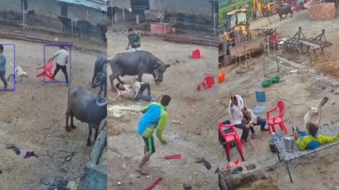 MP News: महू में आवारा श्वान का आतंक. पांच ग्रामीण घायल. CCTV में कैद हुआ खौफनाक हमला