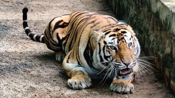 MP Tiger in Demand: टाइगर स्टेट एमपी से देशभर में बाघ ट्रांसफर की बड़ी प्रक्रिया शुरू