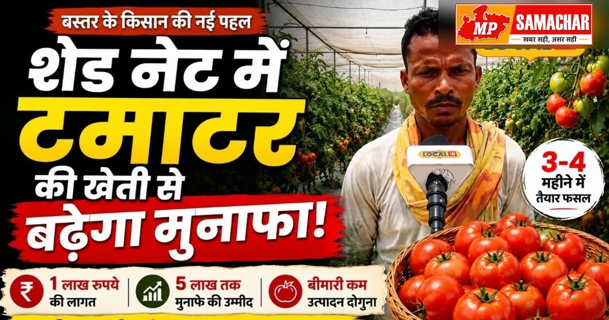 बस्तर के किसान ने बदली खेती की तस्वीर, शेड नेट तकनीक से बंपर कमाई की तैयारी