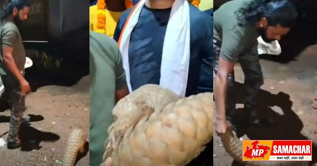 शिवपुरी: रिहायशी इलाके में निकला दुर्लभ पैंगोलिन, वन विभाग ने सुरक्षित बचाया