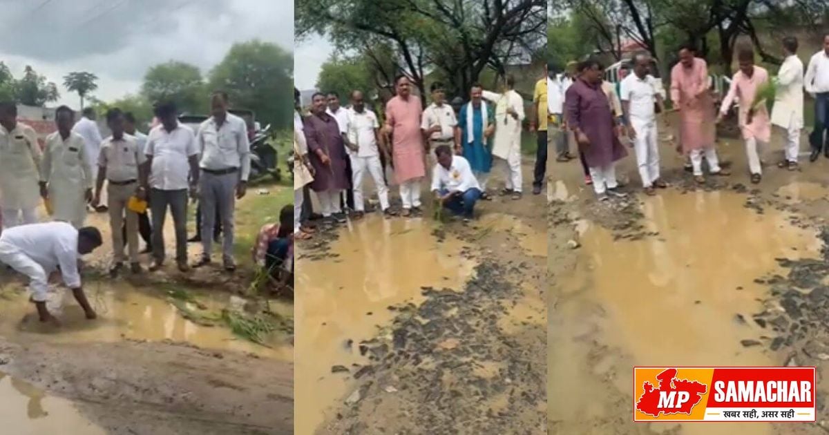 सिंगरौली: सड़कों के गड्ढों में धान रोपकर कांग्रेस का अनोखा प्रदर्शन, महंगाई पर भी घेरा