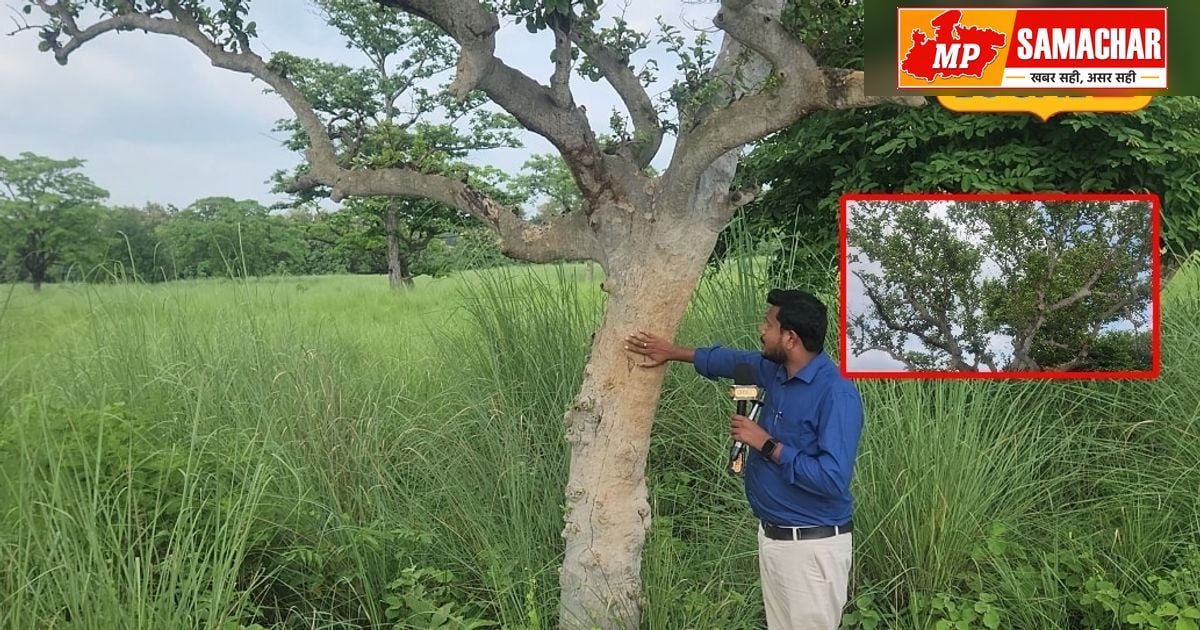 बहराइच: कतर्नियाघाट में मिला अनोखा ‘गुदगुदी वाला पेड़’, छूते ही हिलने लगती हैं शाखाएं