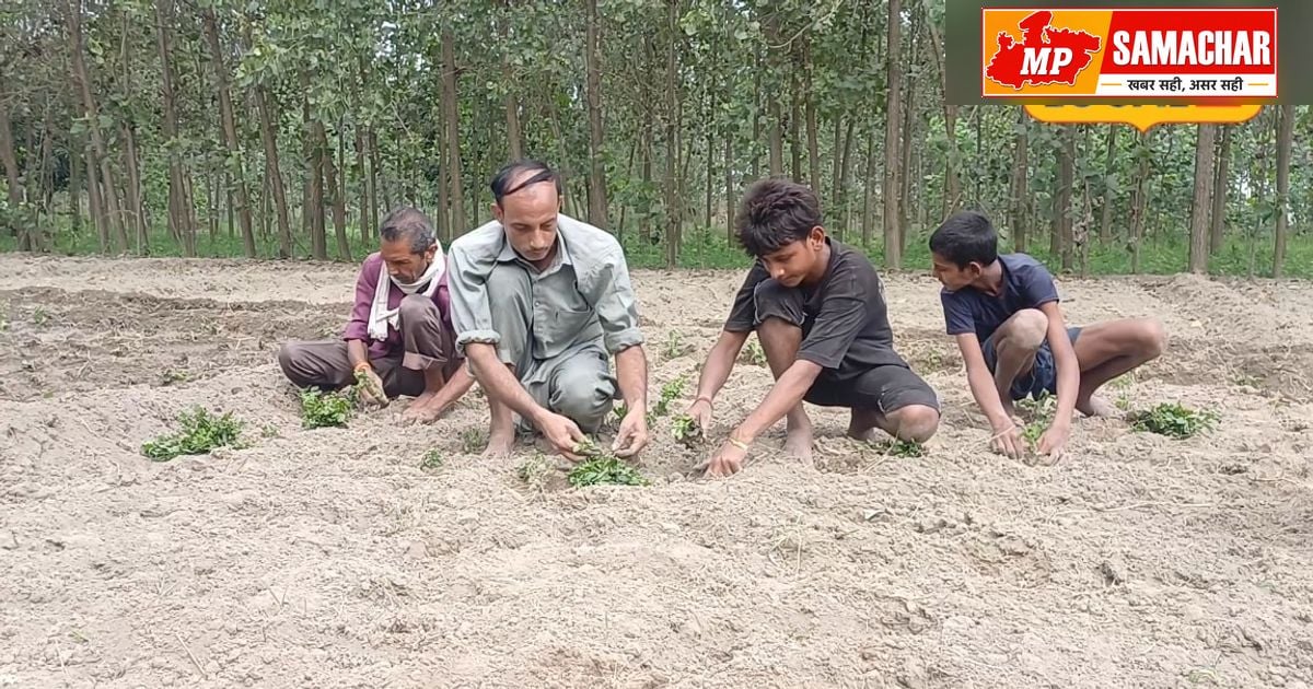 मेंथा की गोल्डन वैरायटी: किसानों के लिए बंपर मुनाफे का सौदा