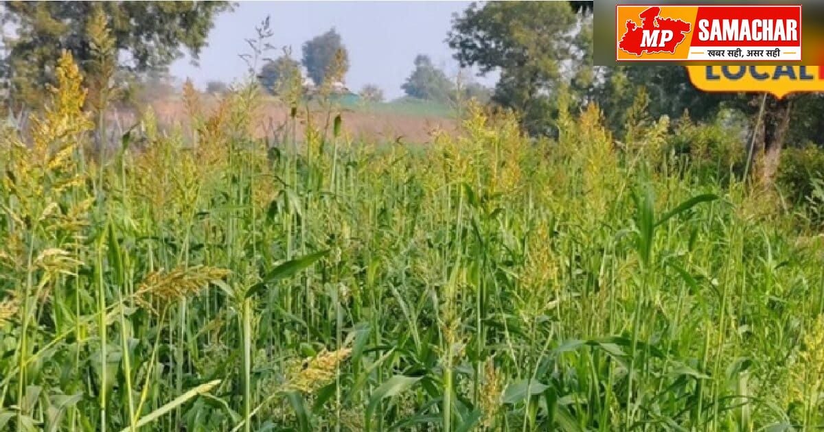 अगस्त में बुवाई: कम पानी वाले क्षेत्रों के लिए महत्वपूर्ण सुझाव