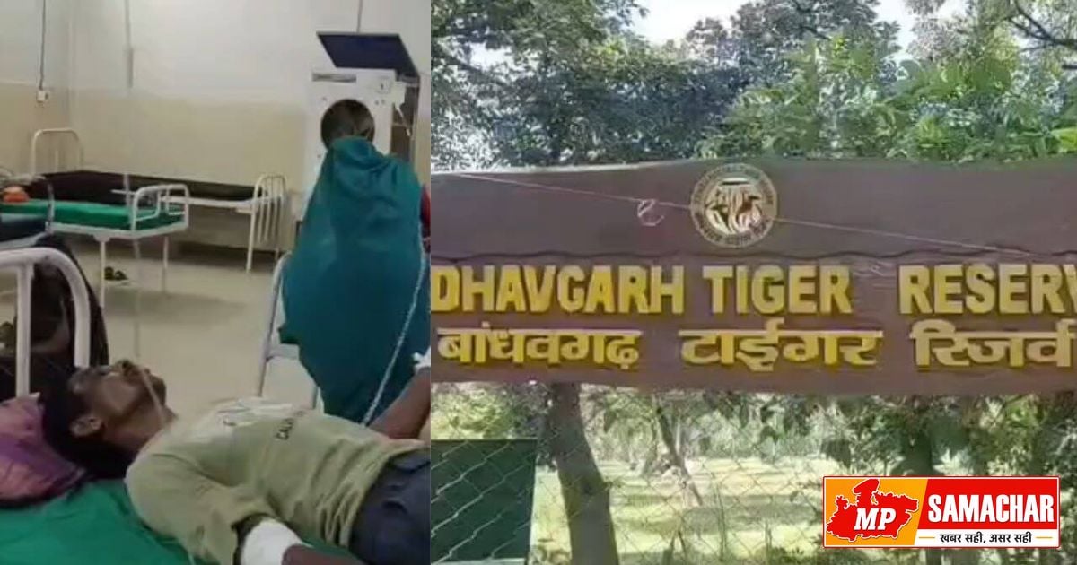 बांधवगढ़: बाघिन के हमले से चरवाहे को भैंसों ने दी नई जिंदगी