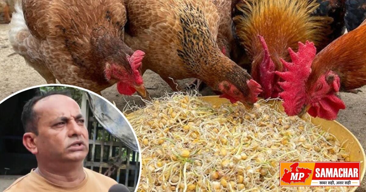 नेपाल में जलप्रलय का कहर: 900 से ज्यादा मौतें, पोल्ट्री फार्म तबाह