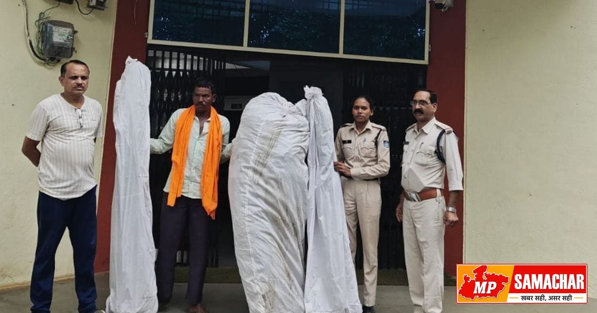 खंडवा में अवैध गांजा खेती का भंडाफोड़: 152 पौधों के साथ एक गिरफ्तार