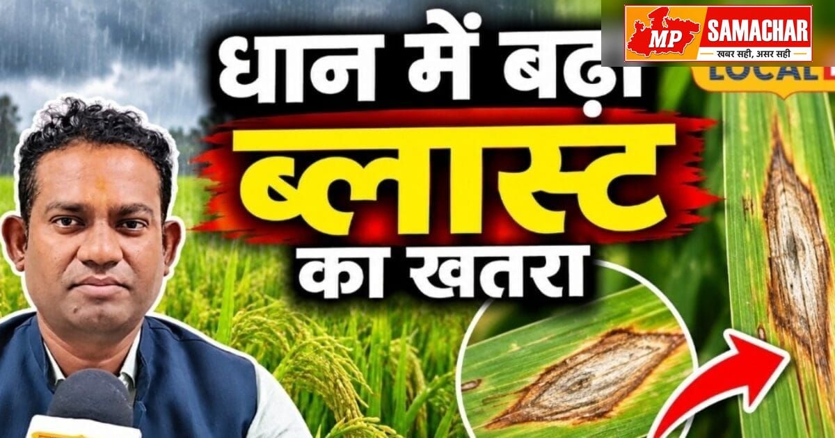 धान की फसल को झुलसा रोग से बचाने के लिए अपनाएं ये उपाय