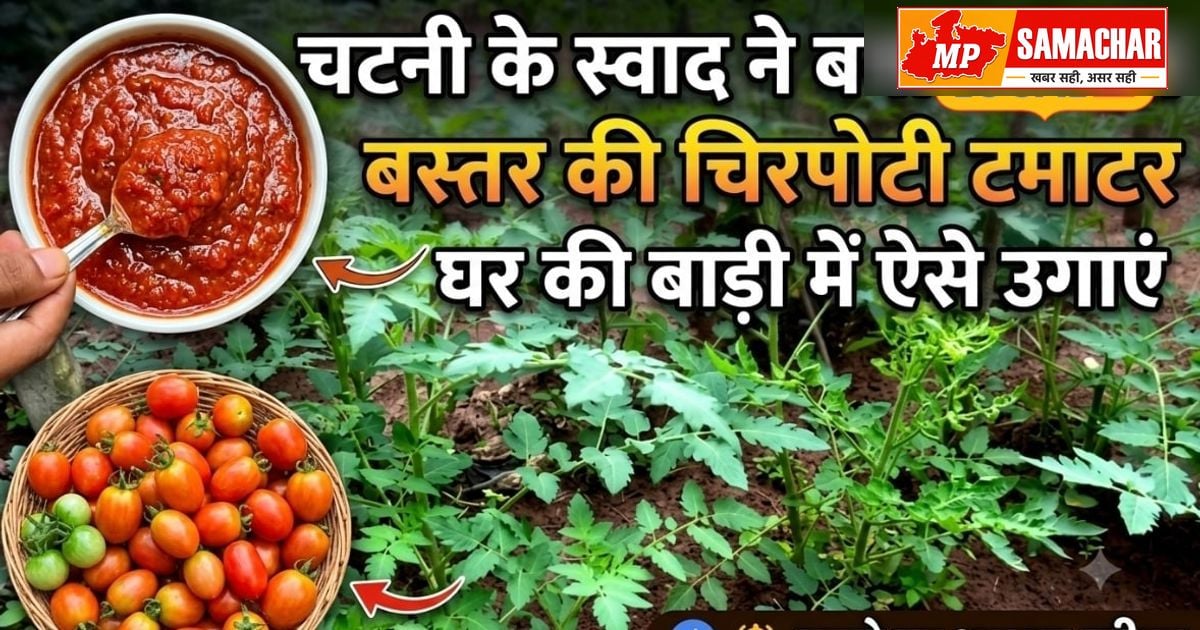बस्तर के किसान ने उगाई ‘चिरपोटी’ टमाटर की खास फसल, बंपर पैदावार की उम्मीद