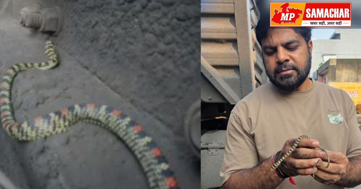 कोरबा में ट्रक के अंदर मिला दुर्लभ उड़ने वाला सांप, देखने के लिए जुटी लोगों की भीड़