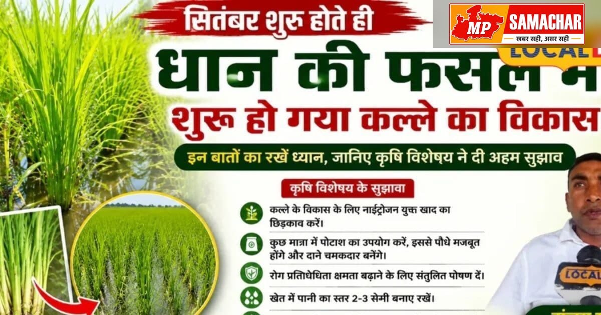 धान की बंपर पैदावार के लिए अपनाएं ये जरूरी टिप्स, कल्ले फूटने के समय रखें खास ख्याल
